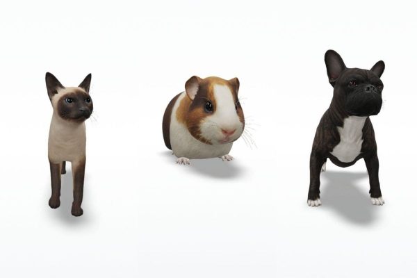 Algunas mascotas domésticas de Google 3D: gato siamés, conejillo de indias y bulldog francés