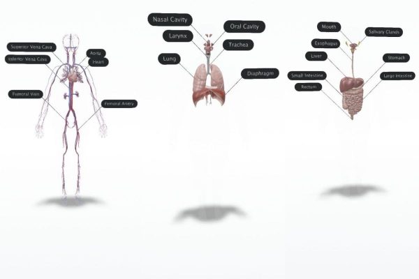 Algunos modelos 3D de Google de los sistemas del cuerpo humano