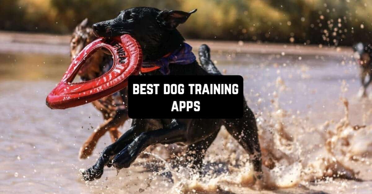 Las 11 mejores aplicaciones de adiestramiento canino de [ano_actual] (Android e iOS)