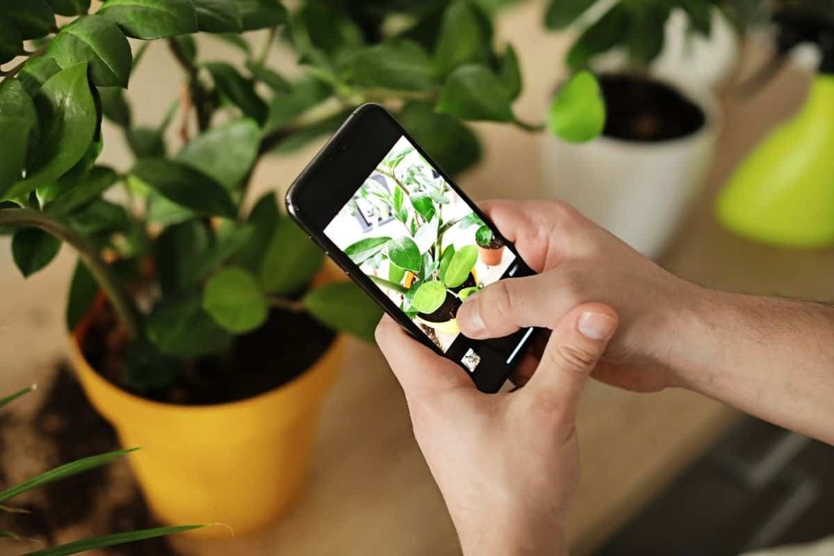 mejores aplicaciones de identificacion de enfermedades de las plantas para Android e iOS